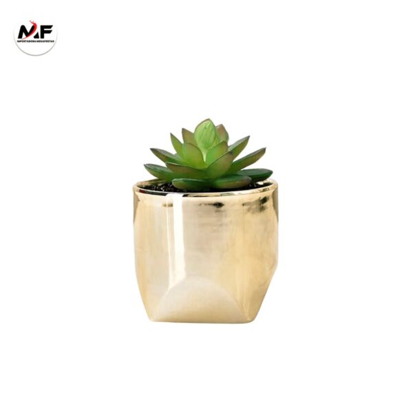 PLANTA DECORATIVA