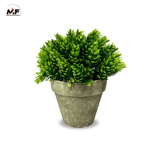 PLANTA DECORATIVA