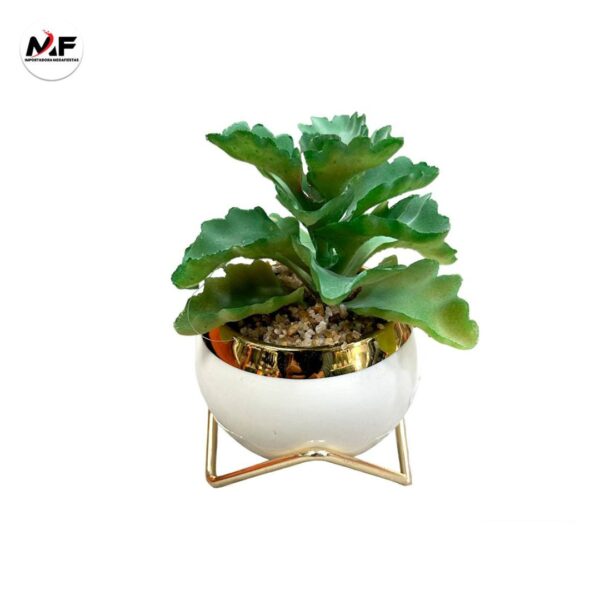 PLANTA DECORATIVA