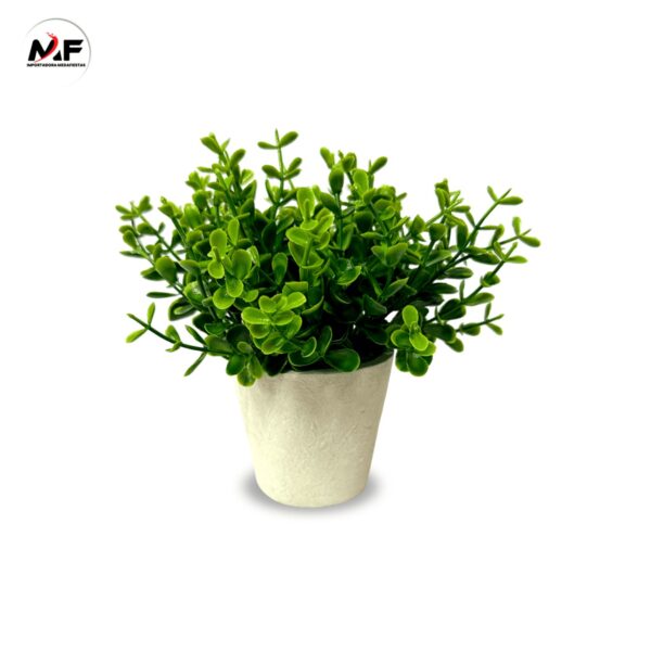 PLANTA DECORATIVA